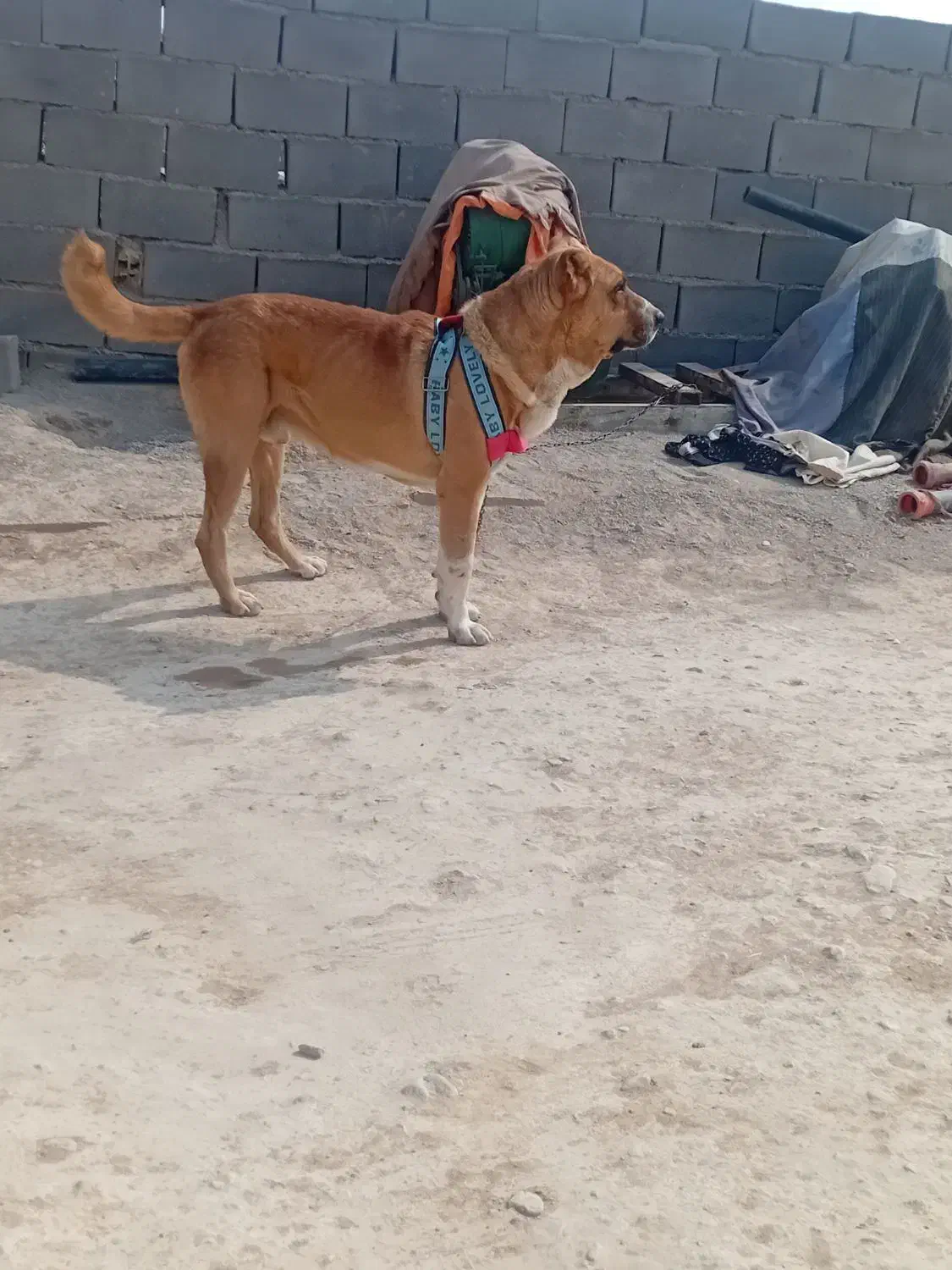 فروشی|سگ|شیروان (خراسان), |دیوار