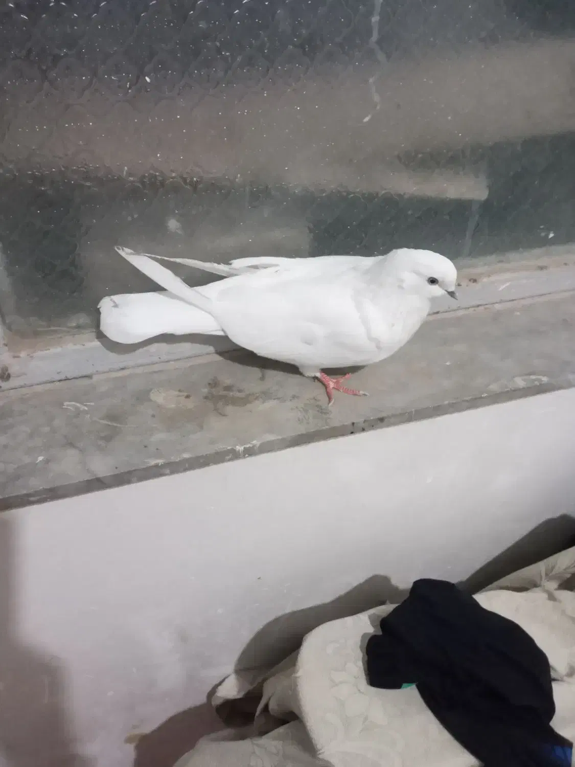 شیخ ابری|پرنده|بندر ماهشهر, |دیوار