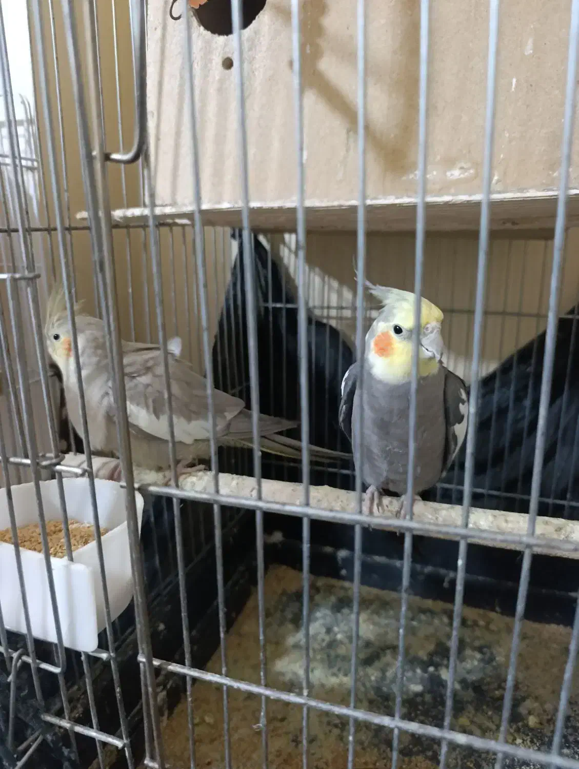 عروس هلندی جفت بالغ و مولد|پرنده|دماوند, گیلاوند|دیوار