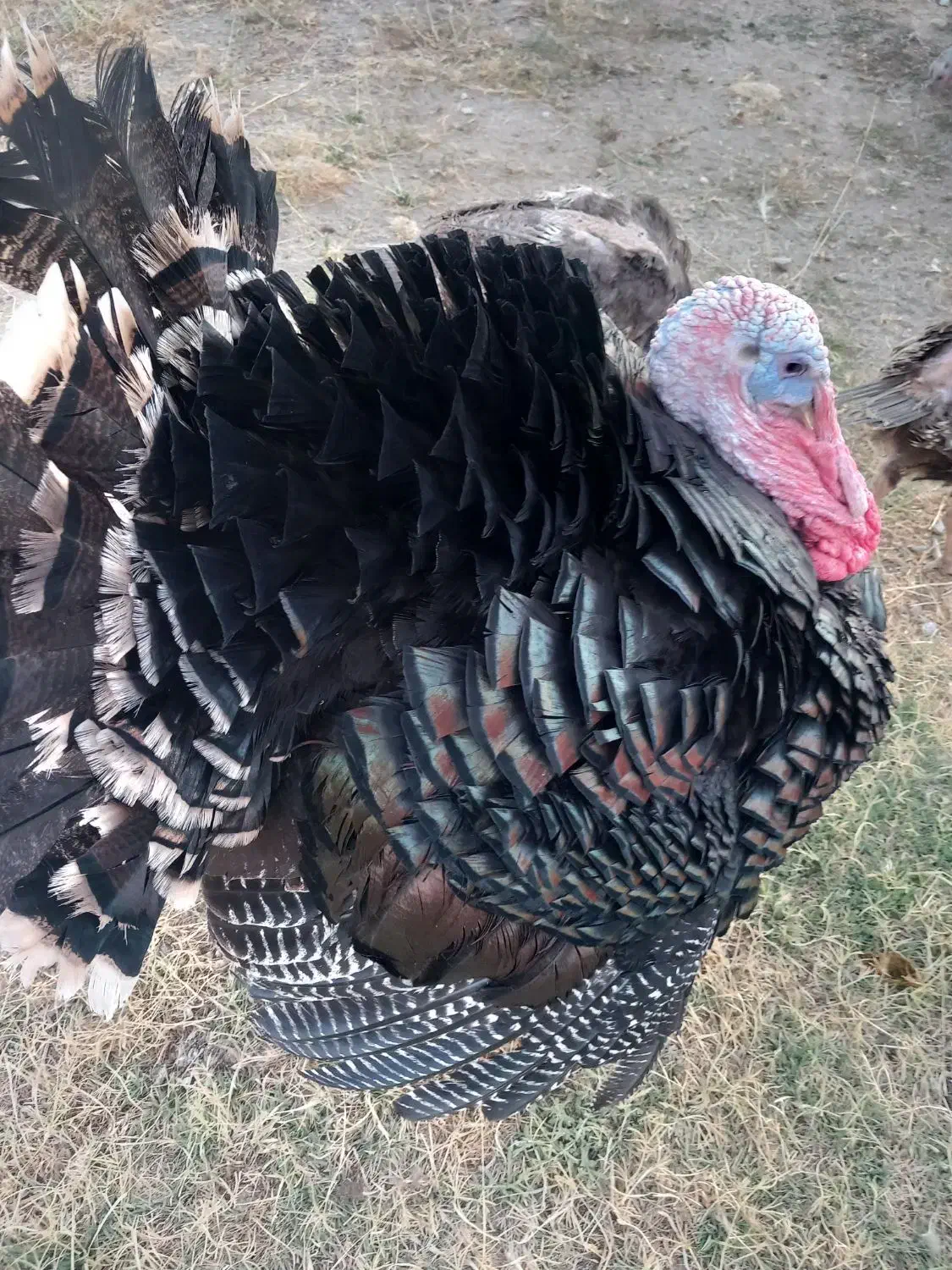 فروش‌ بوقلمون برنز نر ۶ ماهه‌ وزن ۶ تا ۸ کیلو|حیوانات مزرعه|قیدار, |دیوار