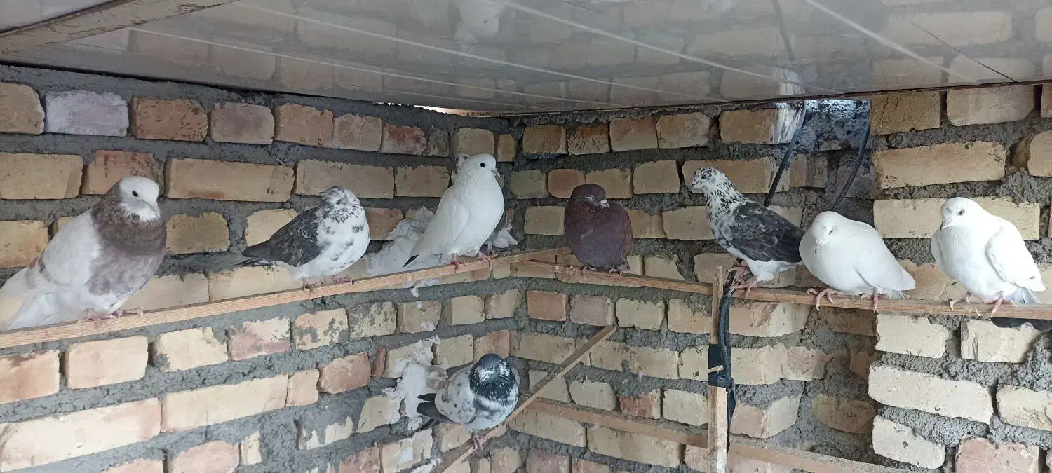 کفتر کبوتر|پرنده|جوادآباد, |دیوار