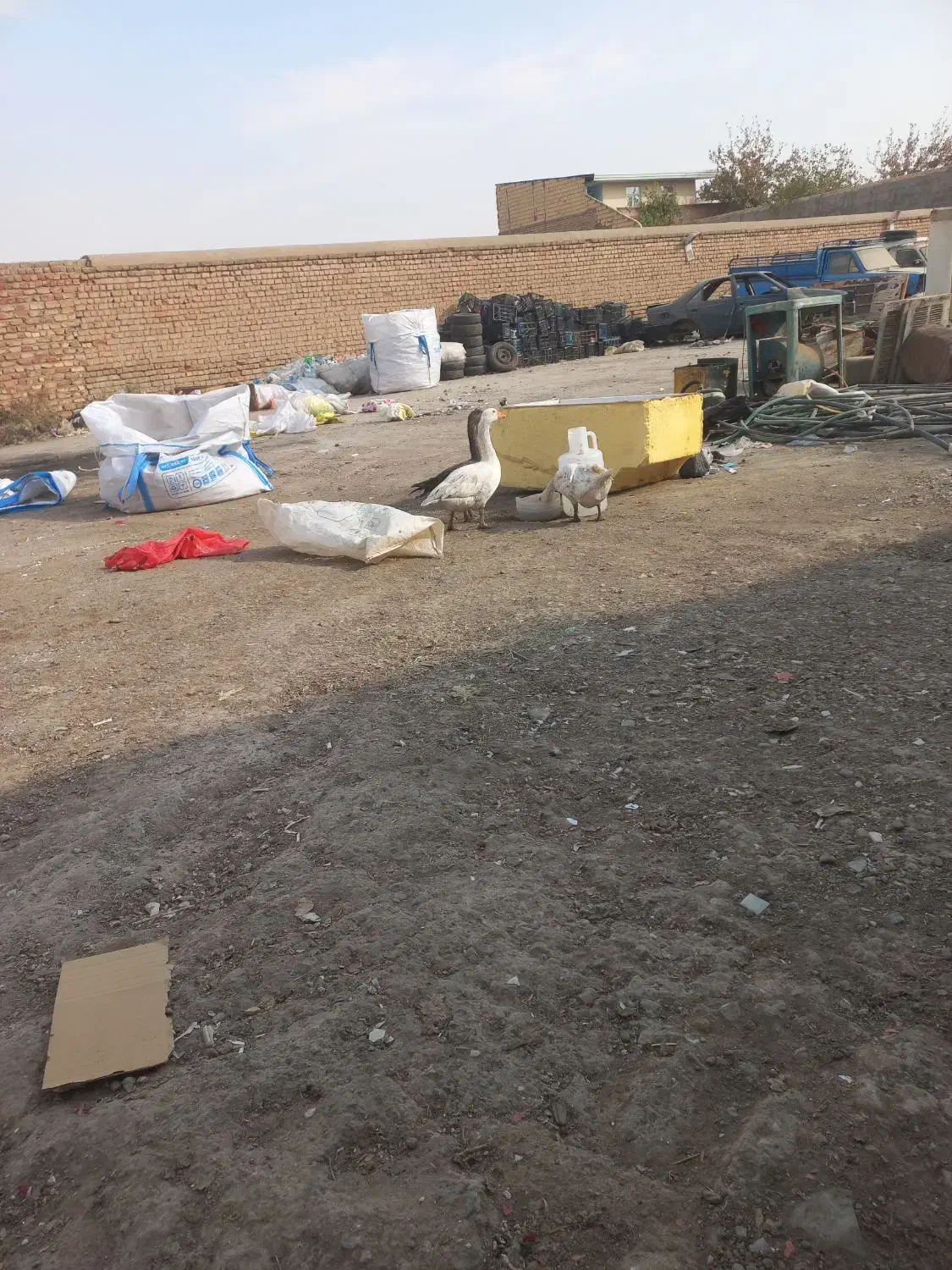 تعویض با مرغ هم می‌کنم|حیوانات مزرعه|کهک, |دیوار