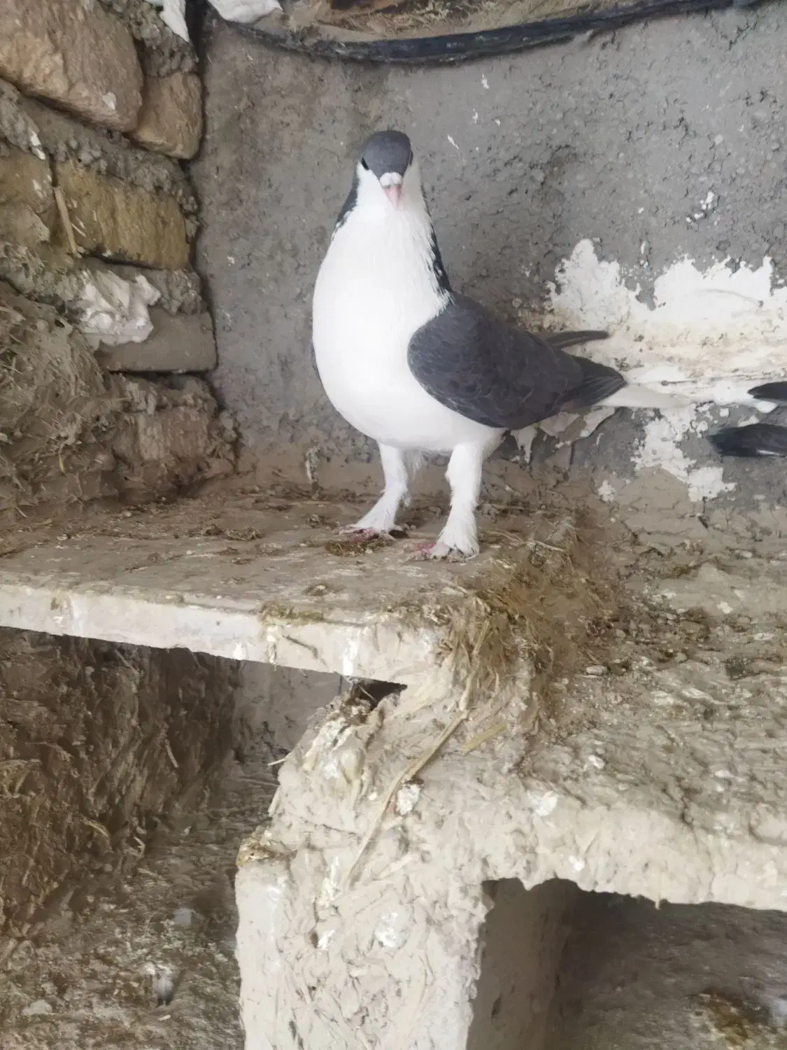 کفتر|پرنده|شیروان (خراسان), |دیوار