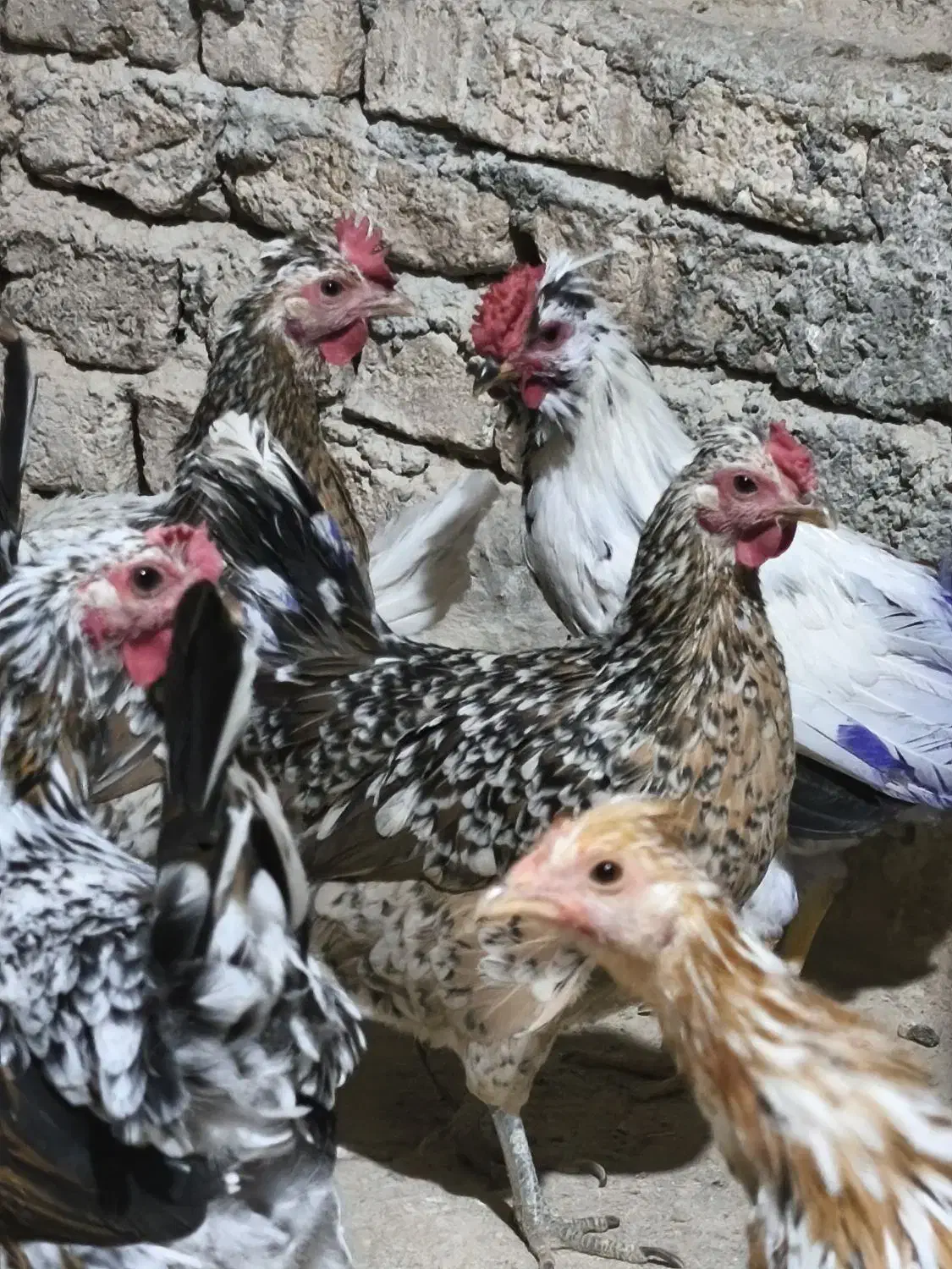 خروس گلین چهل تاج ریش|حیوانات مزرعه|هشتگرد, هیو|دیوار