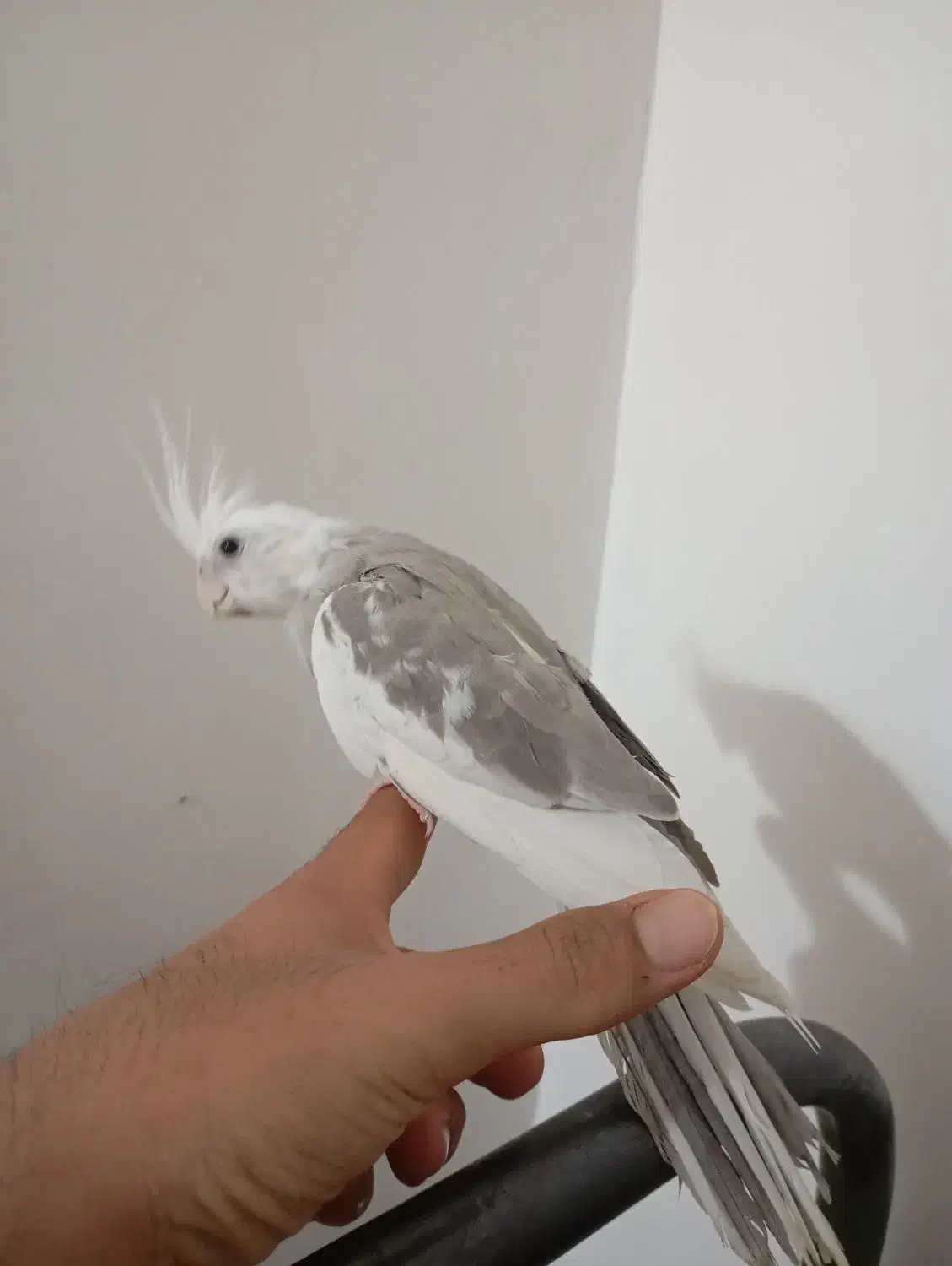 عروس هلندی|پرنده|زابل, |دیوار