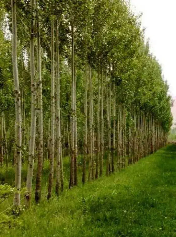 فروش انواع نهال غیر مثمر و مثمر نهالستان سالم|خدمات باغبانی و درختکاری|قمرود, |دیوار