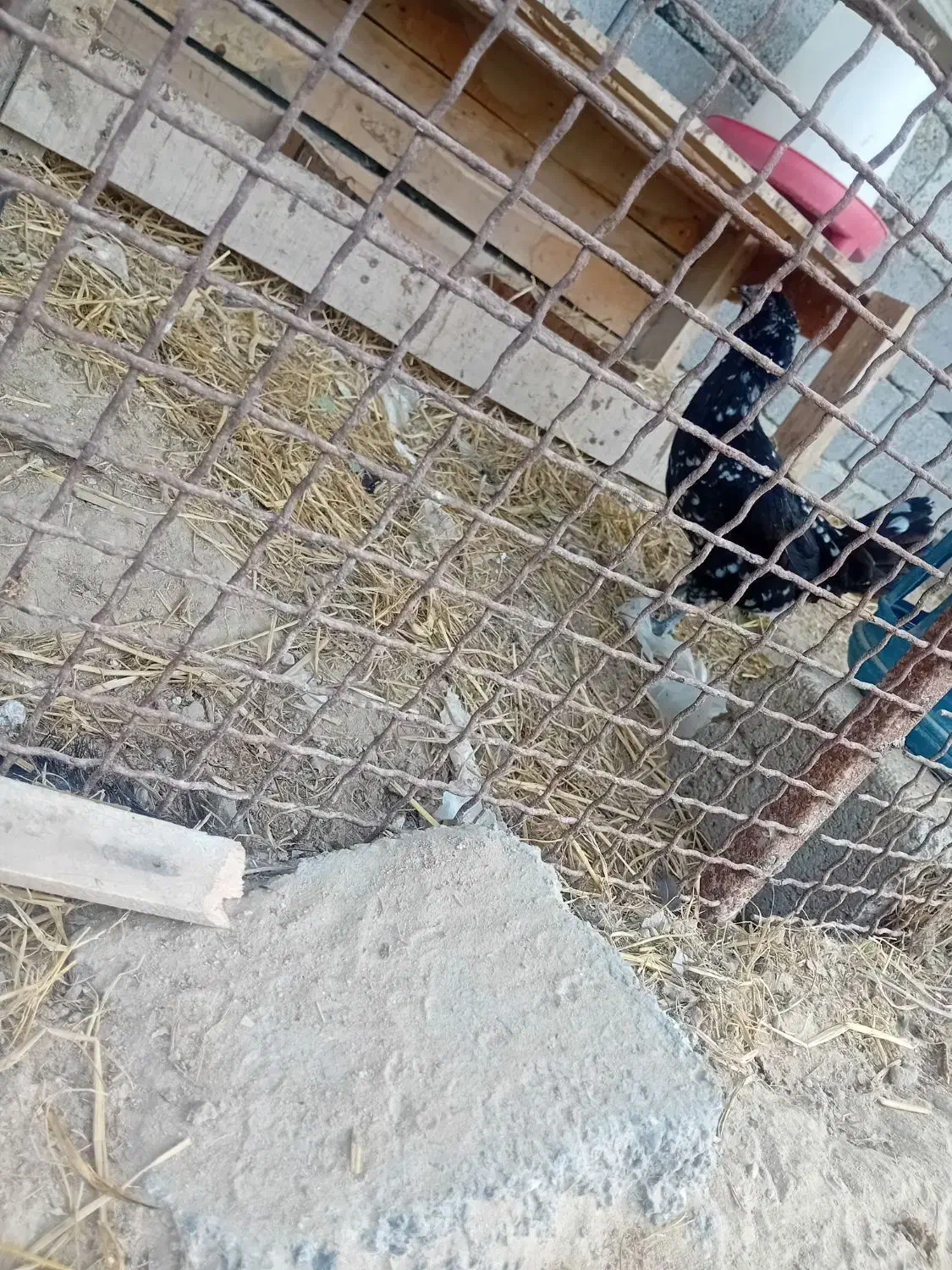 مرغ و خروس|حیوانات مزرعه|قشم, |دیوار