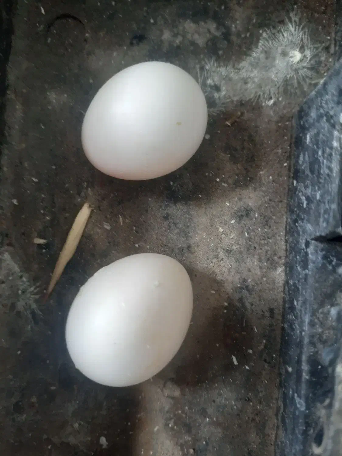 عروس هلندی|پرنده|ایلام, |دیوار