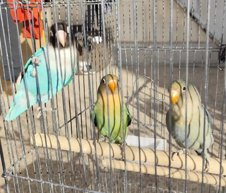 طوطی برزیلی|پرنده|فردیس, فردیس|دیوار