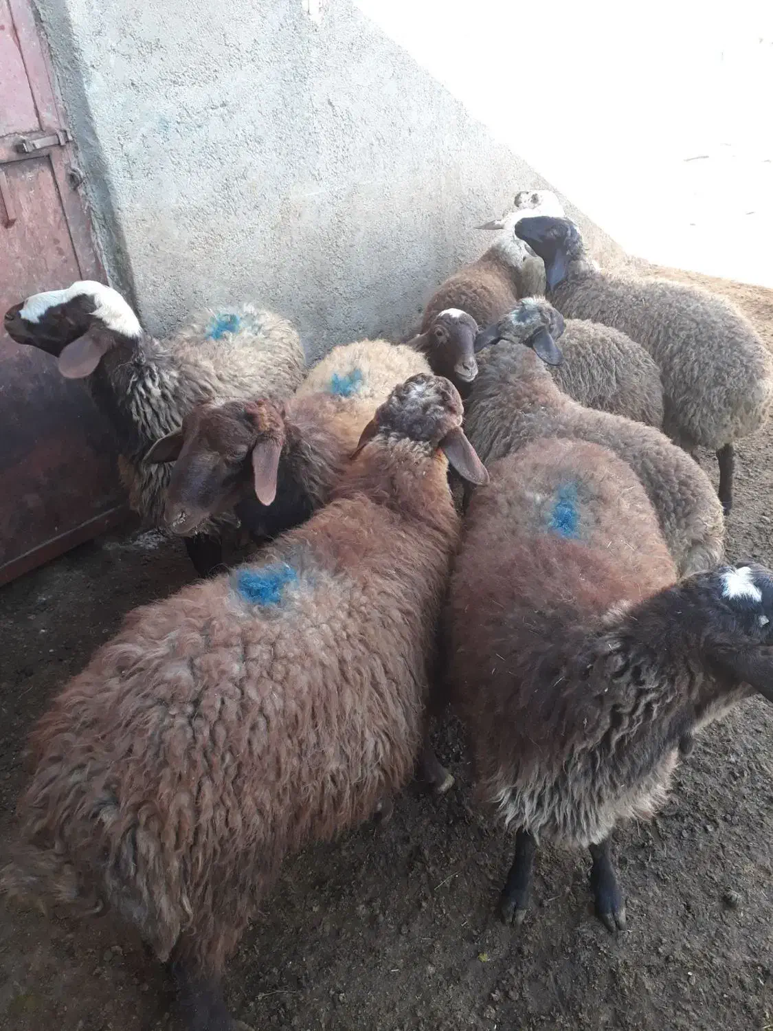 ۹ عدد بره ۵ تا ماده ۴ تا نر|حیوانات مزرعه|گل تپه, |دیوار