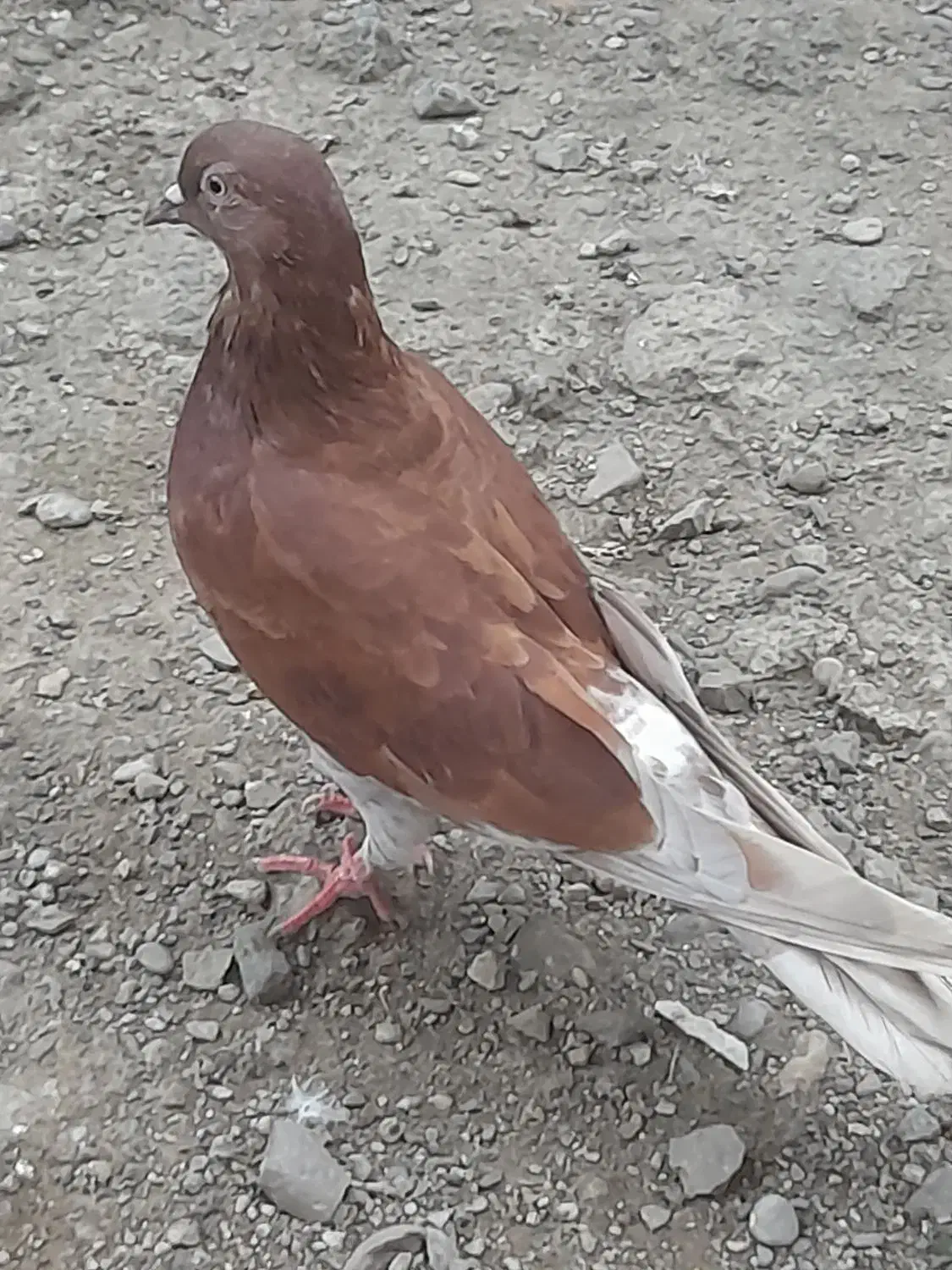 کبوتر بلند پرواز|پرنده|رشت, فخب|دیوار