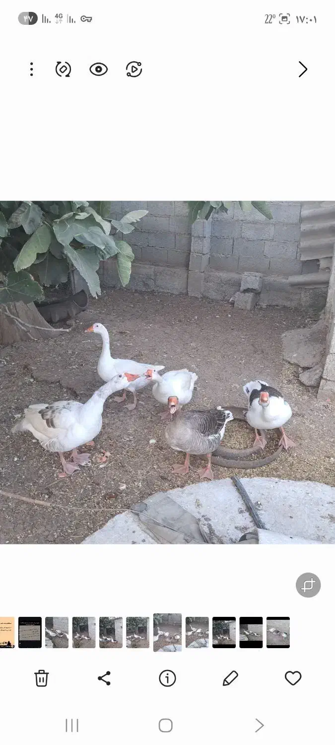 فروش غاز محلی|حیوانات مزرعه|بیله سوار, |دیوار