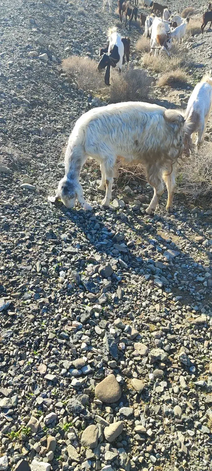 بز کهره نری|حیوانات مزرعه|جیرفت, |دیوار