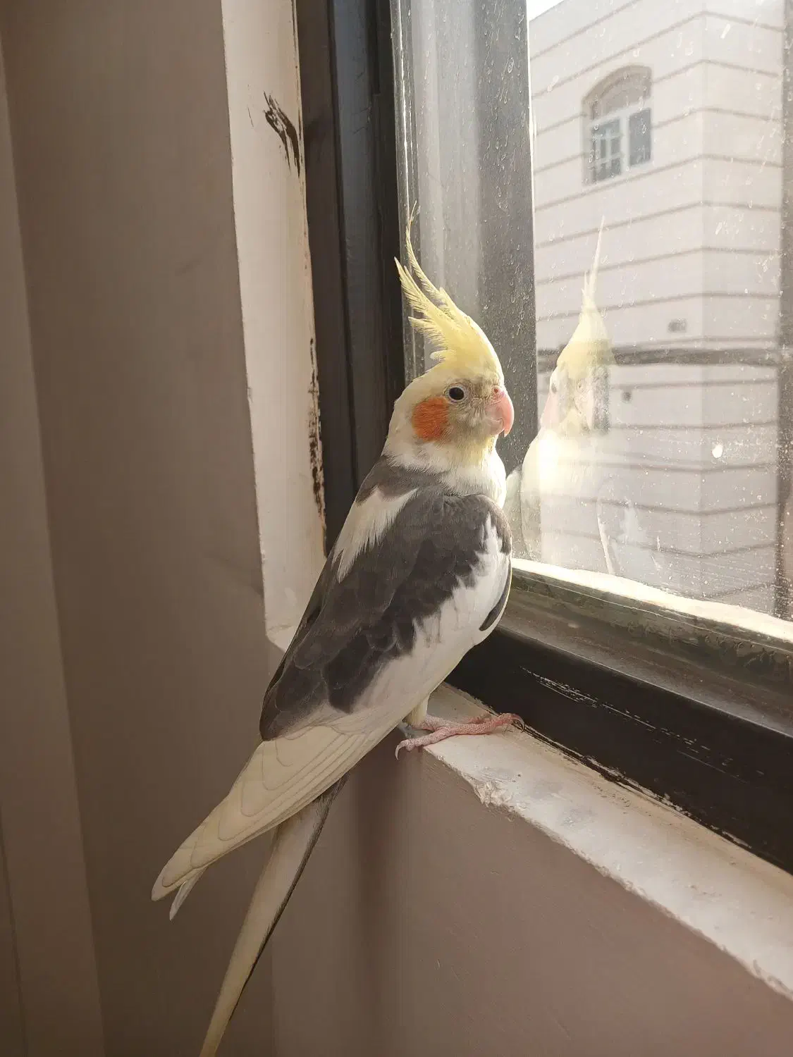 عروس هلندی|پرنده|قرچک, محمد آباد|دیوار