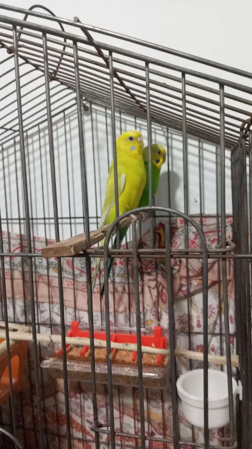 مرغ عشق|پرنده|ملارد, |دیوار