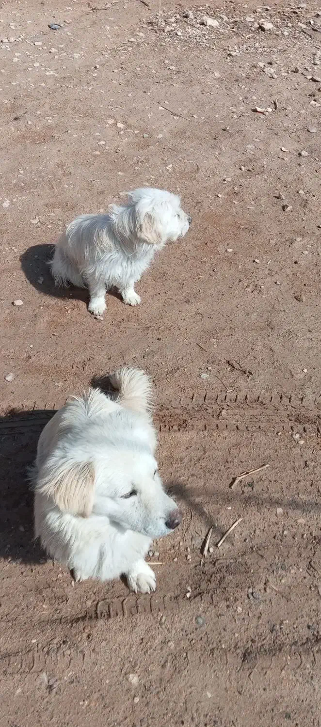 سگ فانتزی|سگ|بختگان, |دیوار