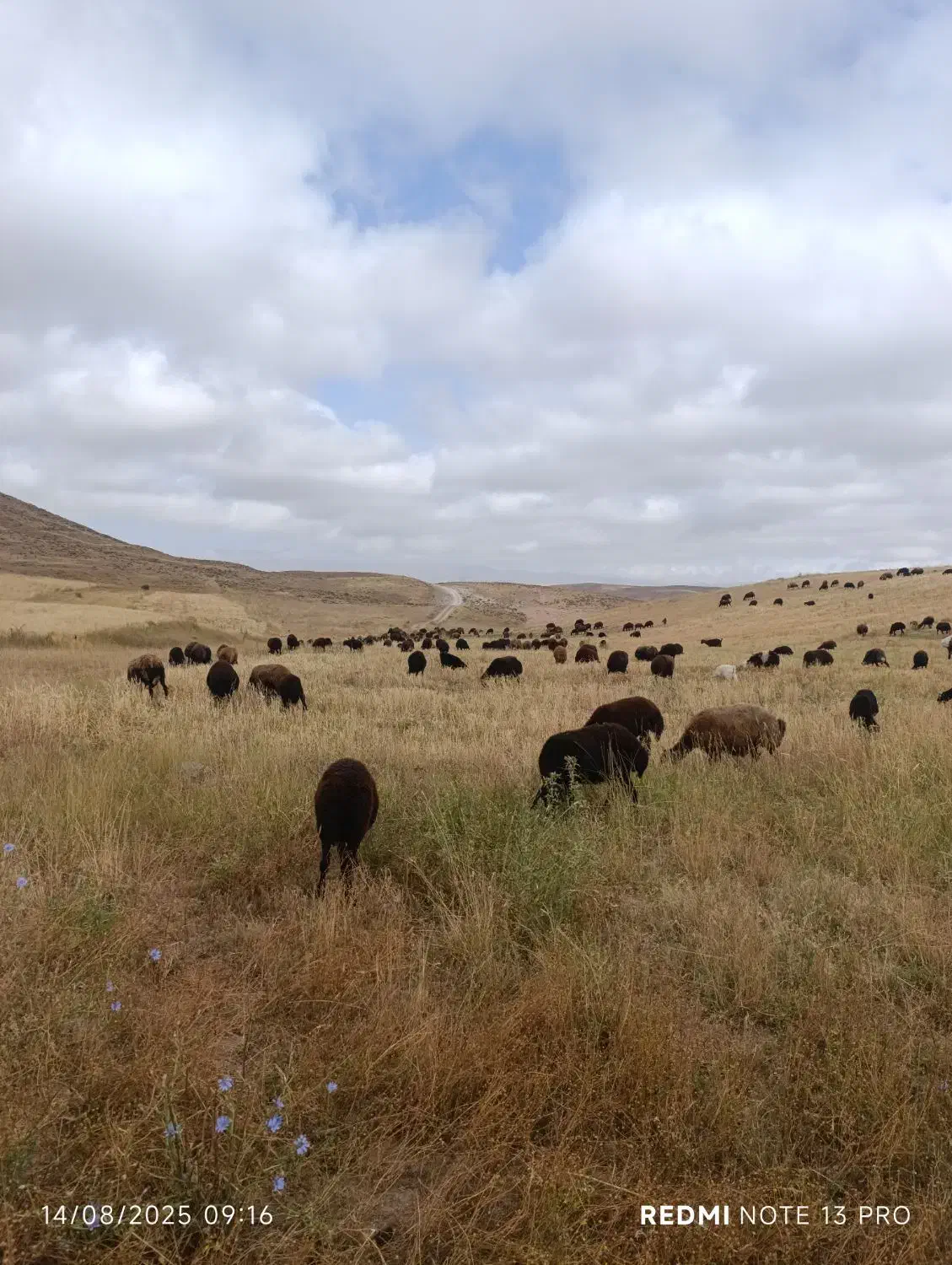 بره نر|حیوانات مزرعه|فیروز, |دیوار