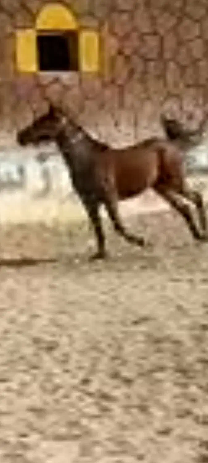 مادیون کورد خالص پرخون ارام|اسب و تجهیزات اسب‌سواری|تبریز, |دیوار