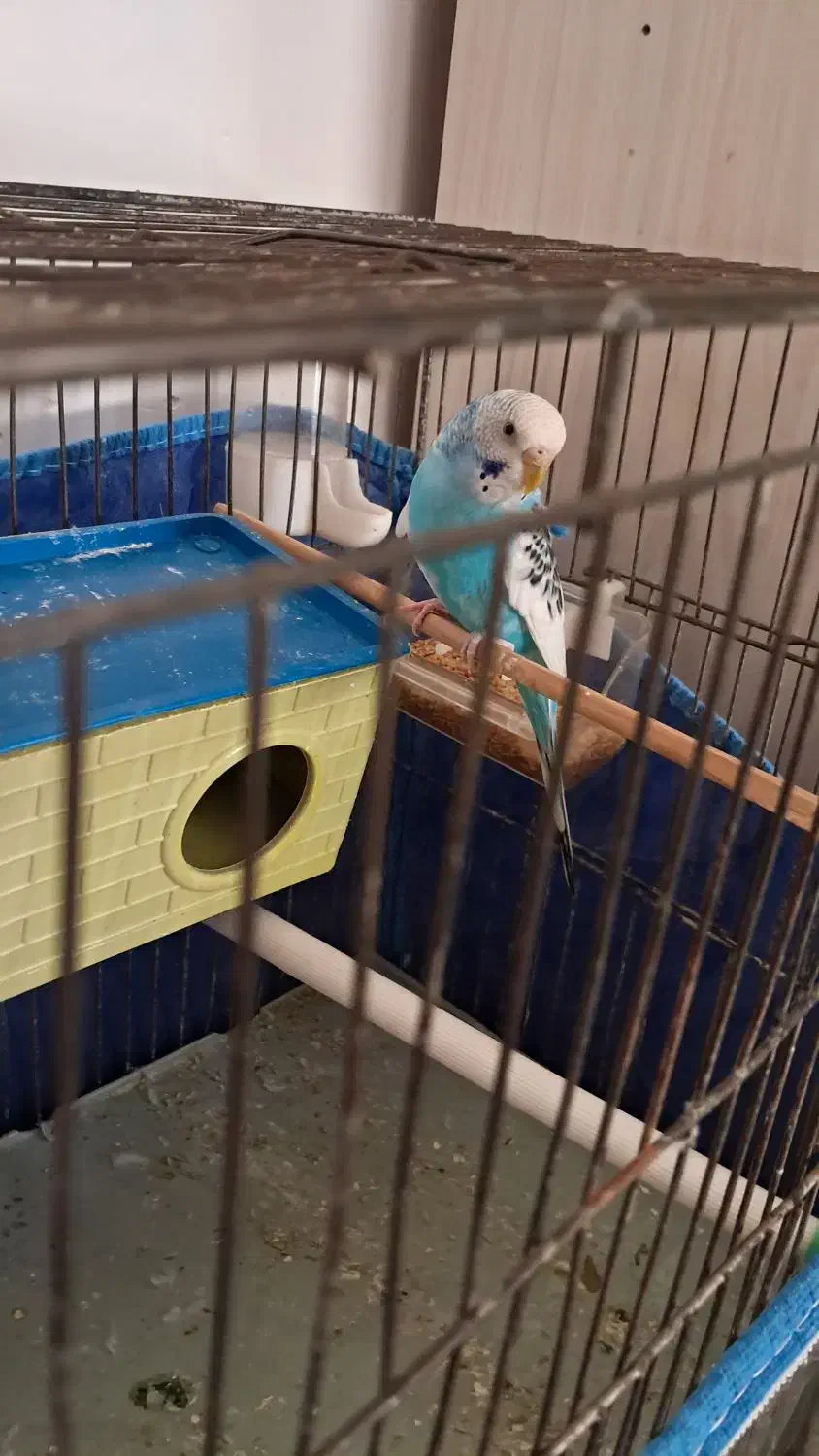 مرغ عشق|پرنده|اردبیل, |دیوار