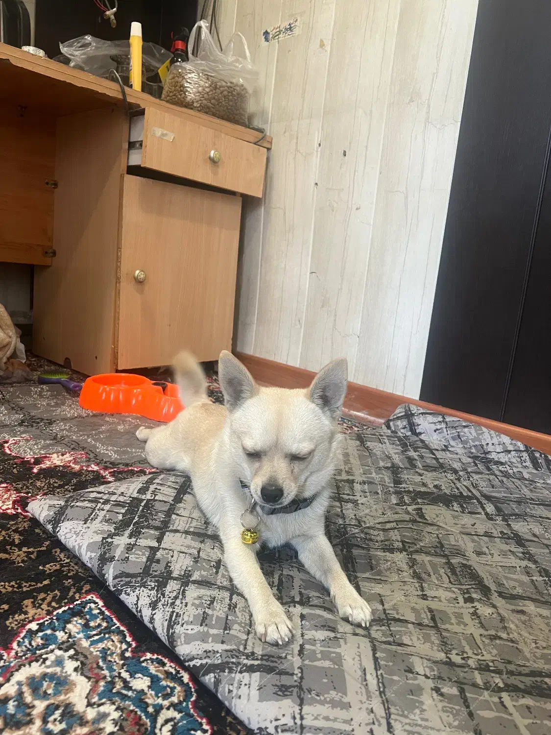 سگ اشپیتز|سگ|کرج, خرمدشت|دیوار