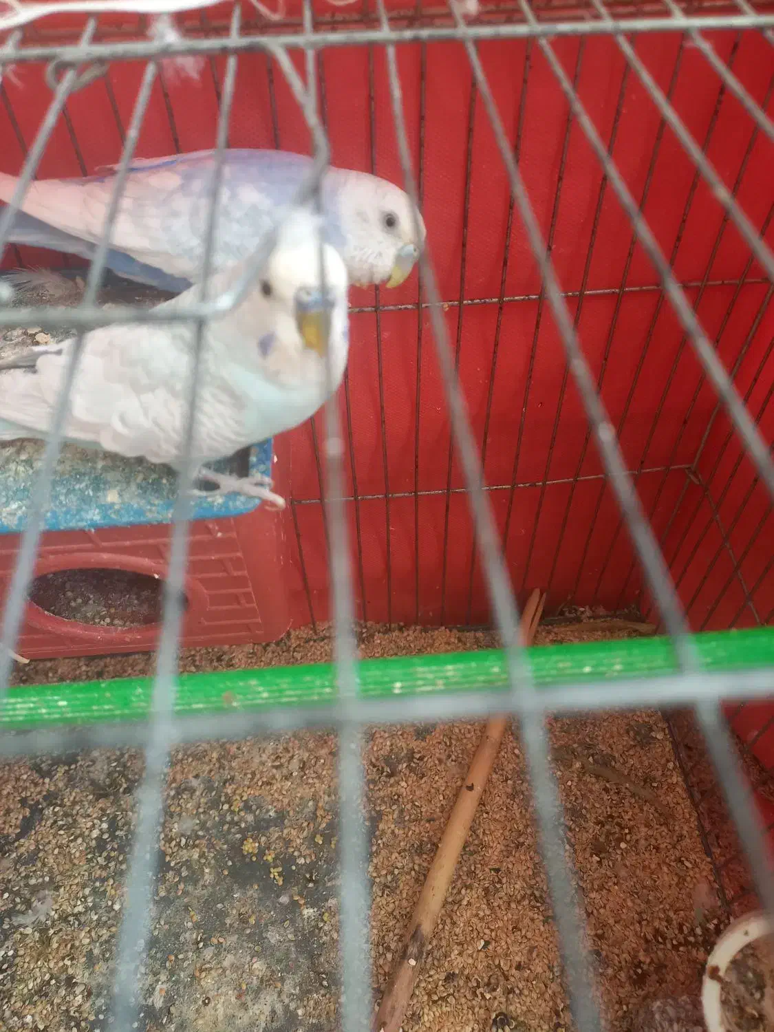 مرغ عشق.  ۱۵۰۰|پرنده|دهدشت, |دیوار