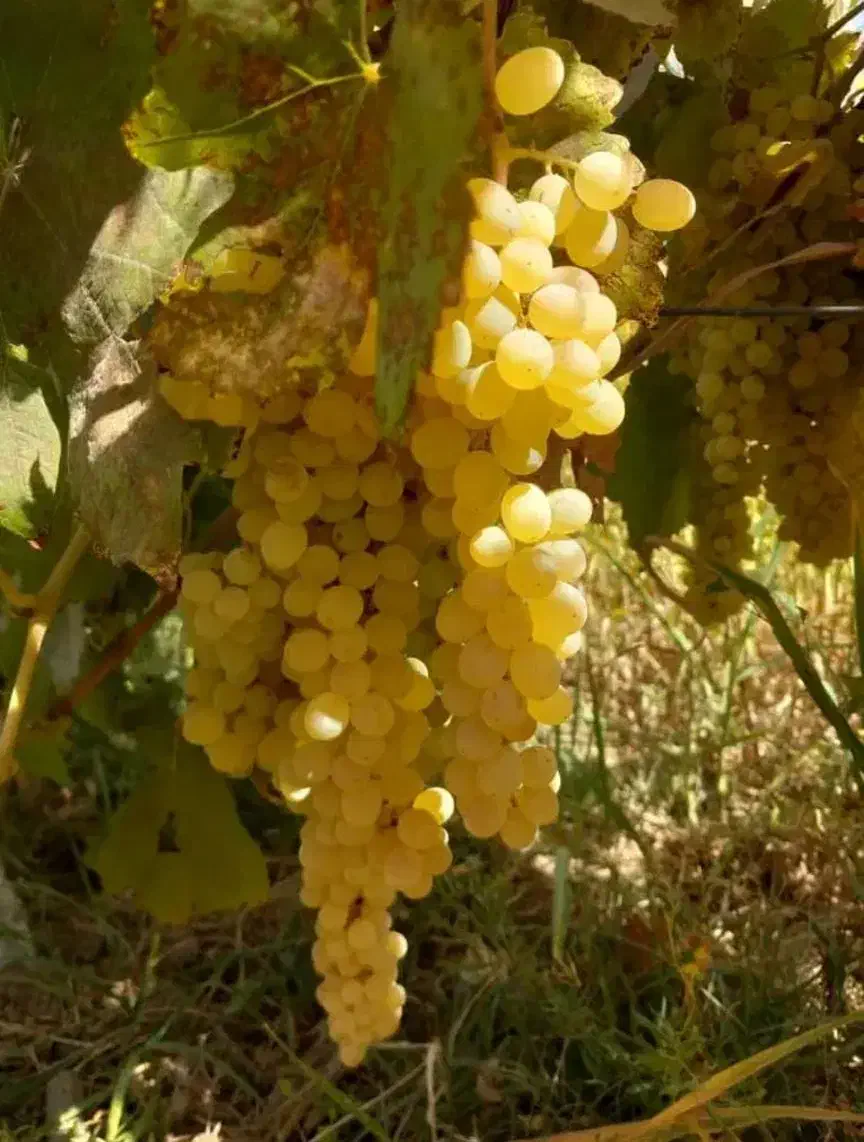 پیش فروش نهال|خدمات باغبانی و درختکاری|مرند, |دیوار