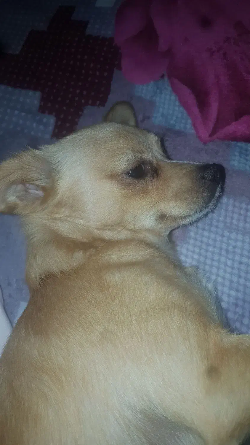 گمشده|حیوانات|ارومیه, |دیوار