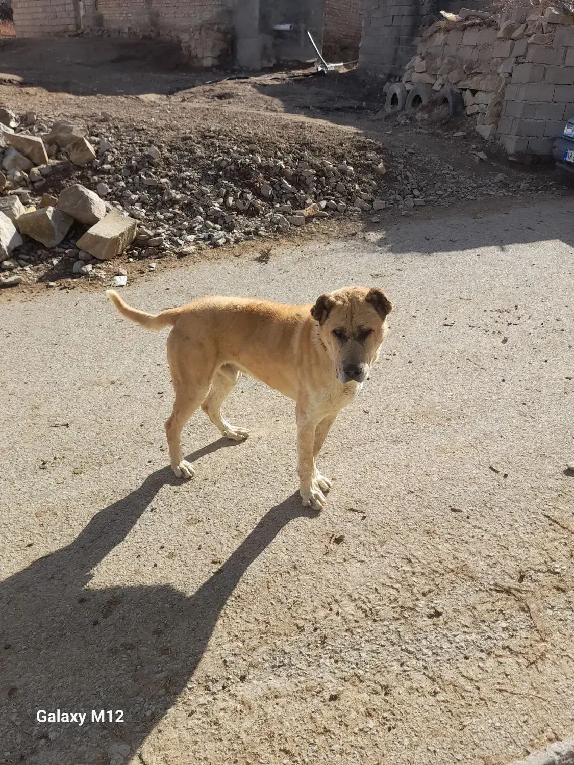 سگ گله|سگ|درمیان, |دیوار