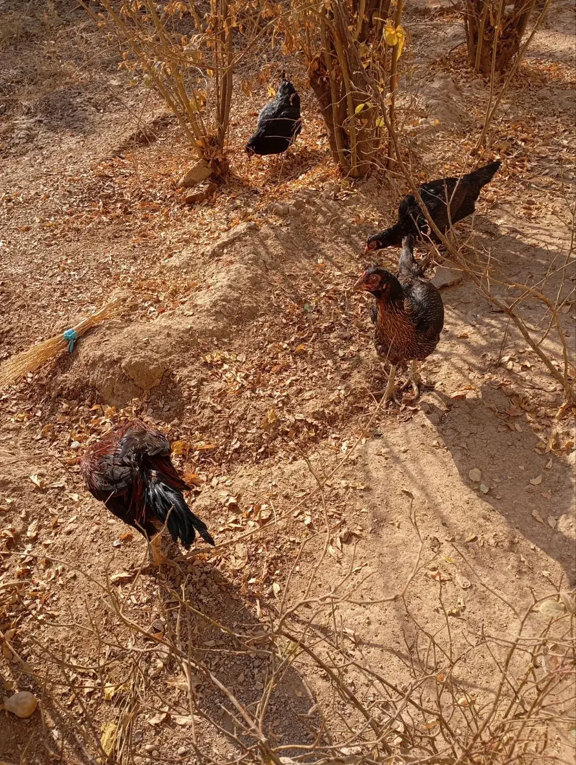 مرغ یا خروس لاری|حیوانات مزرعه|اسفرورین, |دیوار