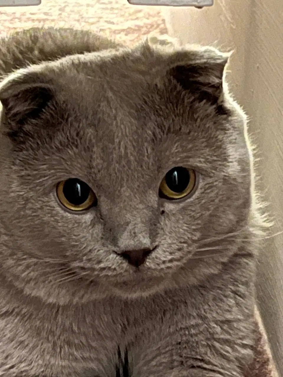 گربه|گربه|ارومیه, |دیوار