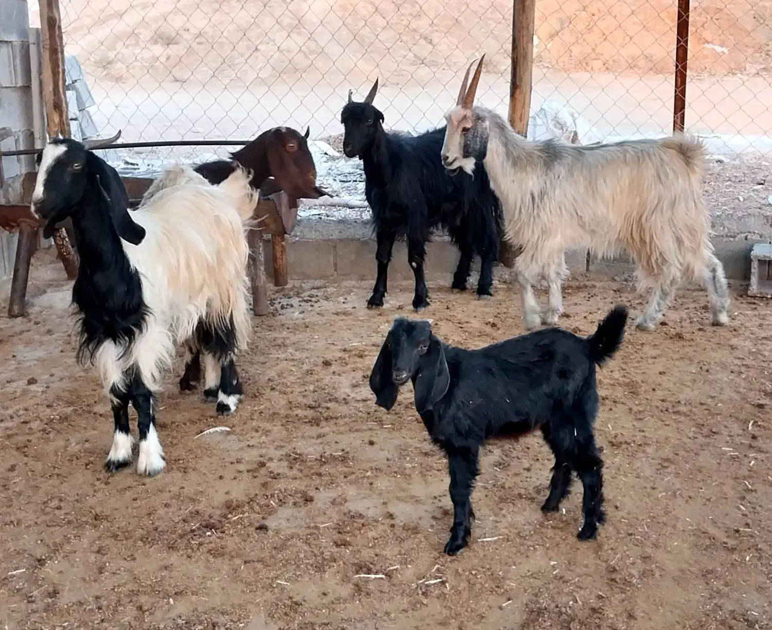 بز کهره دار و آبستن|حیوانات مزرعه|شیراز, کلاهدوز|دیوار