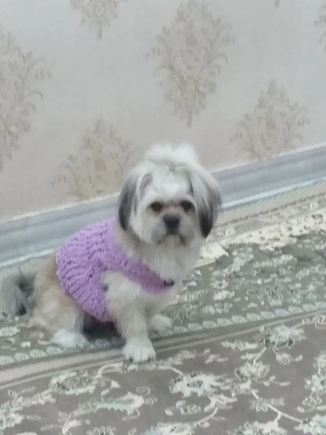 ب دلیل شرایطم واگذار میکنم|سگ|صفادشت, |دیوار