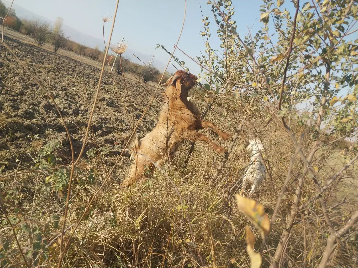 بزنر|حیوانات مزرعه|قصابه, |دیوار