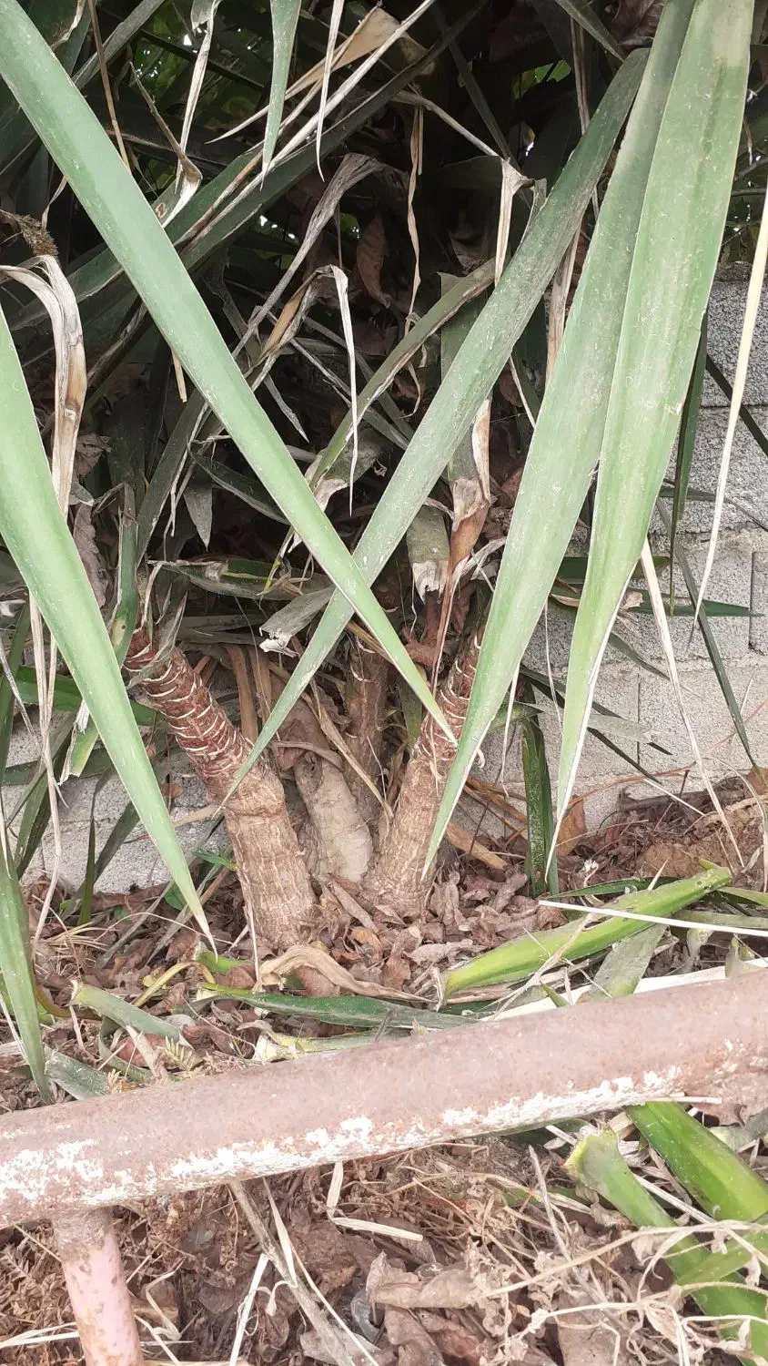 گل یو کا برای فروش|گل و گیاه طبیعی|ساری, |دیوار