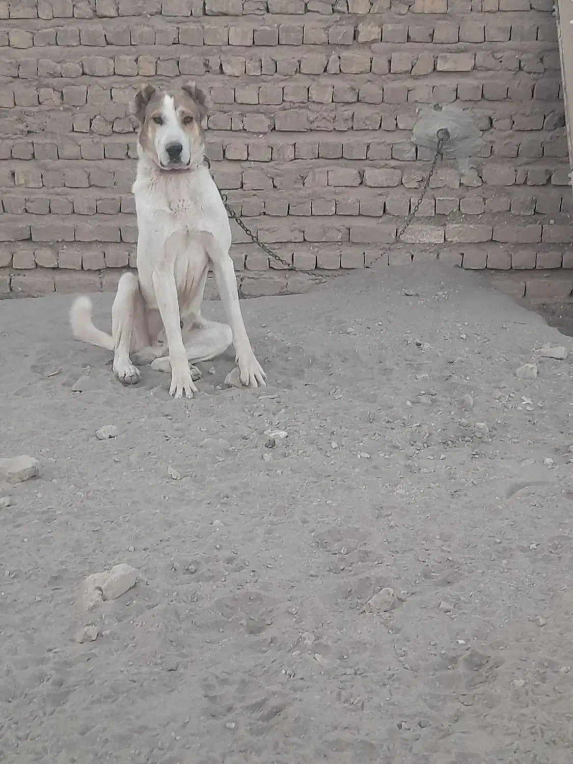 سگ نرسرابی|سگ|تهران, منیریه|دیوار