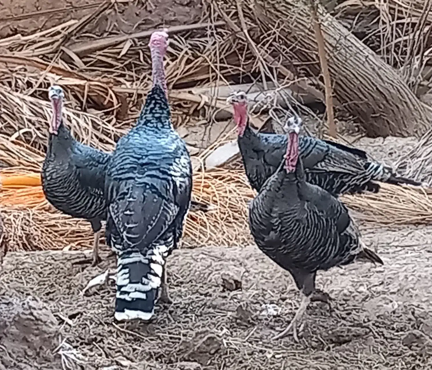 8 عدد بوقلمو|حیوانات مزرعه|بم, |دیوار