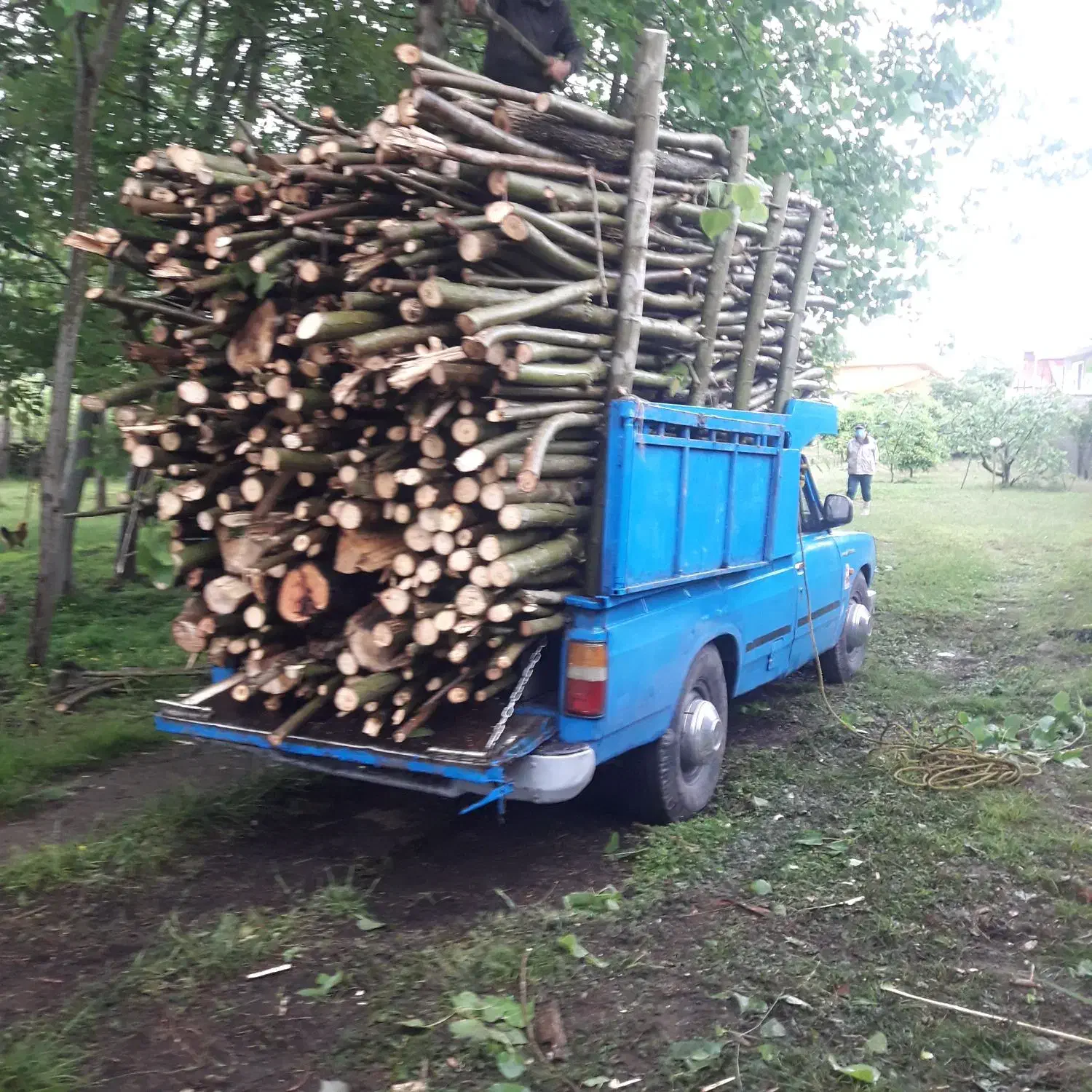 خریدار چوب و درختان|خدمات باغبانی و درختکاری|بندر انزلی, کارآموزی|دیوار