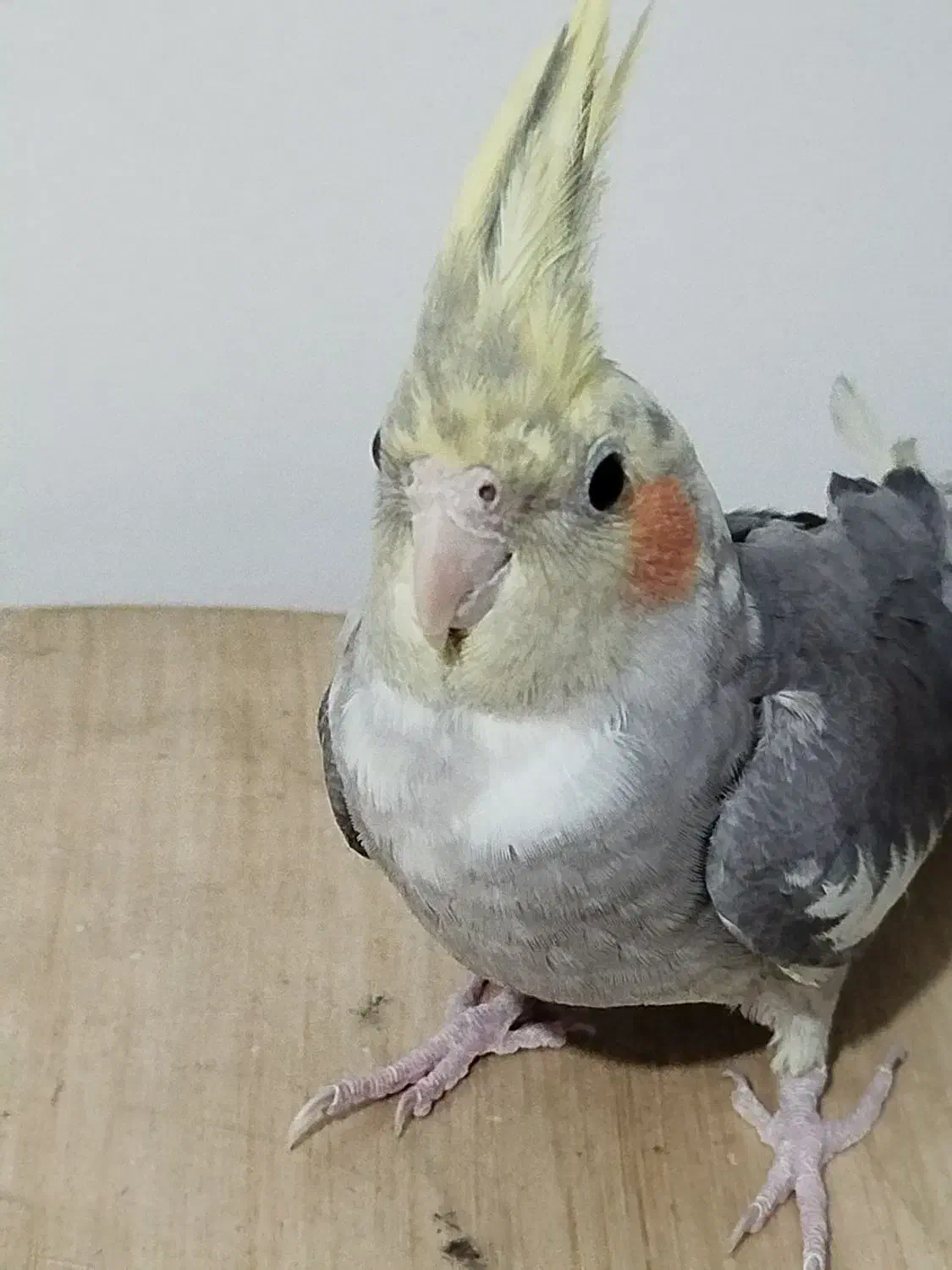 عروس هلندی نر|پرنده|تهران, مسعودیه|دیوار