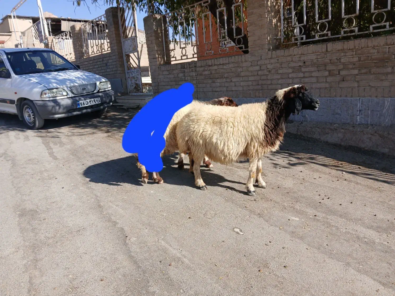 میش آبستن درجه یک داشتی|حیوانات مزرعه|ایلام, |دیوار