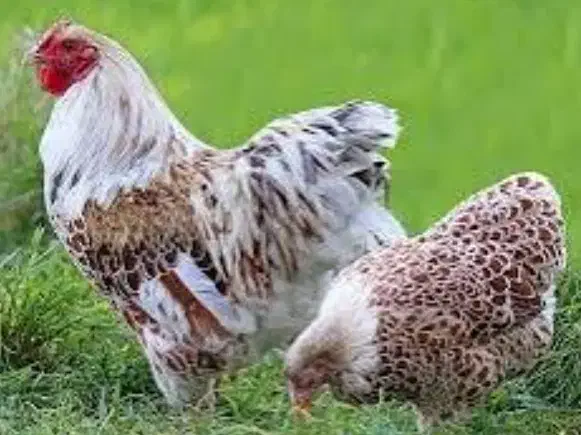 ۶عددنیمچه مرغ خروس ویاندوت اورنج وارداتی کلکسیونی|حیوانات مزرعه|تهران, شهرک رضویه|دیوار