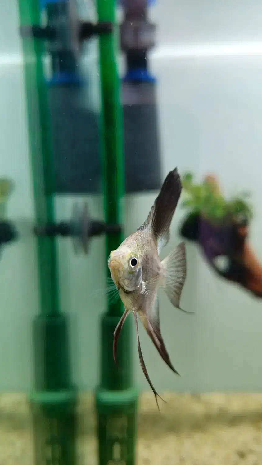 ۲ عدد آنجل بلوگارنین و ۱۰ عدد پلاتی خونی|ماهی|ری, دولتآباد|دیوار