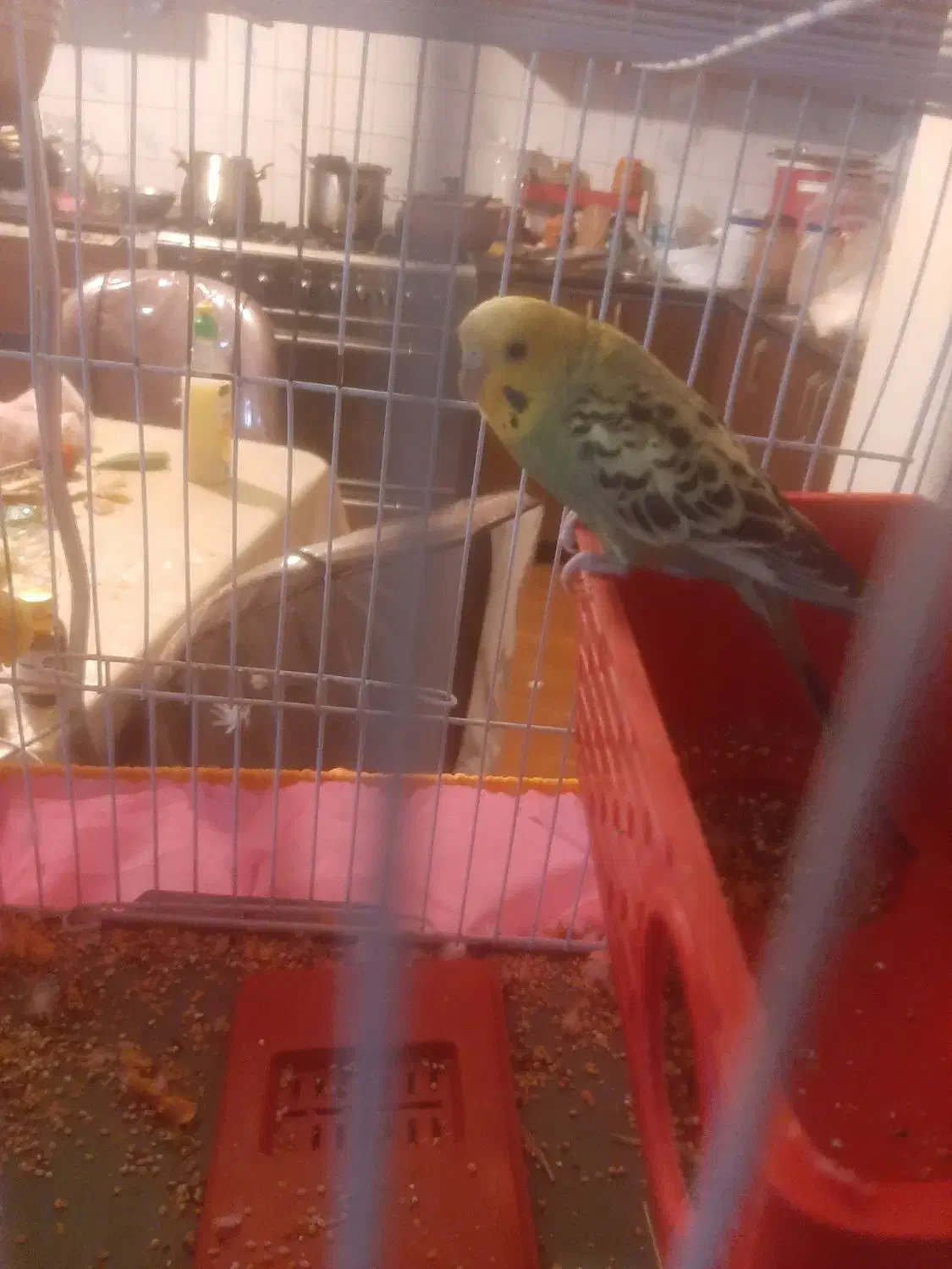 مرغ عشق|پرنده|کرمان, |دیوار