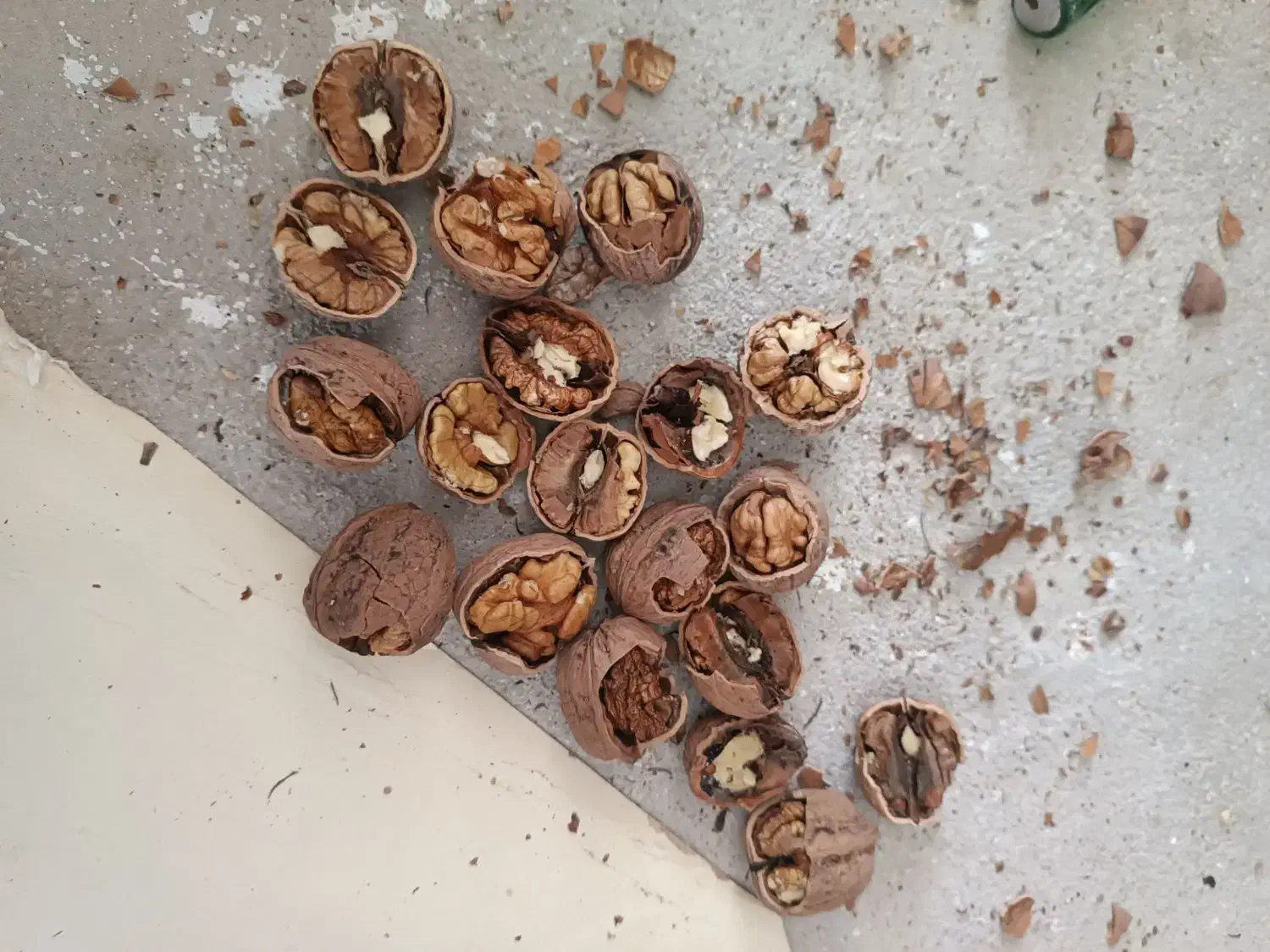 گردو|خوردنی و آشامیدنی|کاشمر, |دیوار