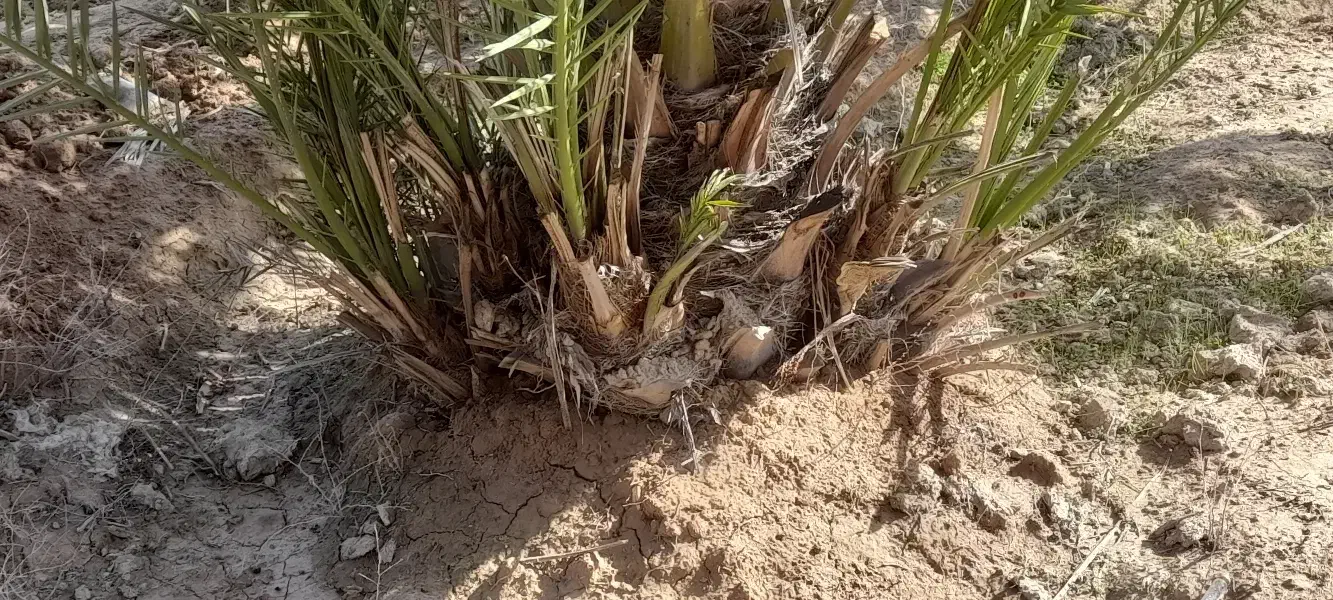 پاجوش نخل برحی|خدمات باغبانی و درختکاری|رامشیر, |دیوار