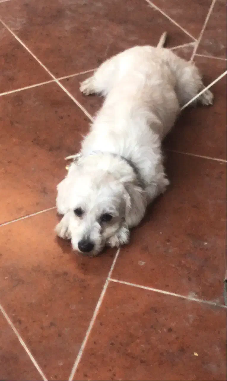 سگ شیتزو|سگ|بهبهان, |دیوار