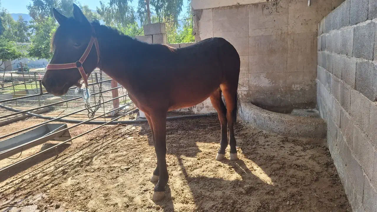 فروش یک راس اسب خرسان جوان|اسب و تجهیزات اسب‌سواری|ایذه, |دیوار