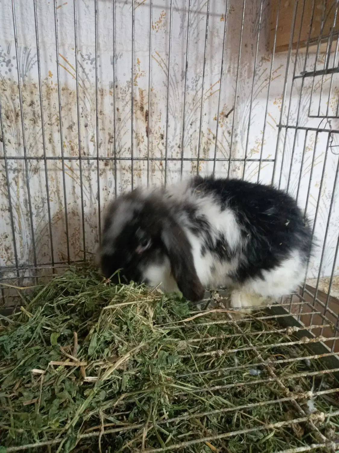 خرگوش لوپ|موش و خرگوش|رشت, علی آباد|دیوار