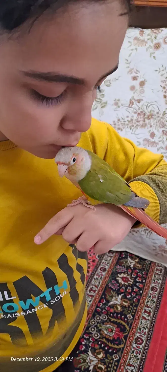 گرینچیک اهلی، سخنگو، با شناسنامه،نر و حلقه پا|پرنده|تبریز, |دیوار