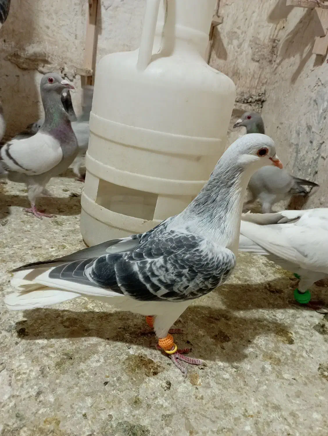 ساده سبز|پرنده|شیروان (خراسان), |دیوار