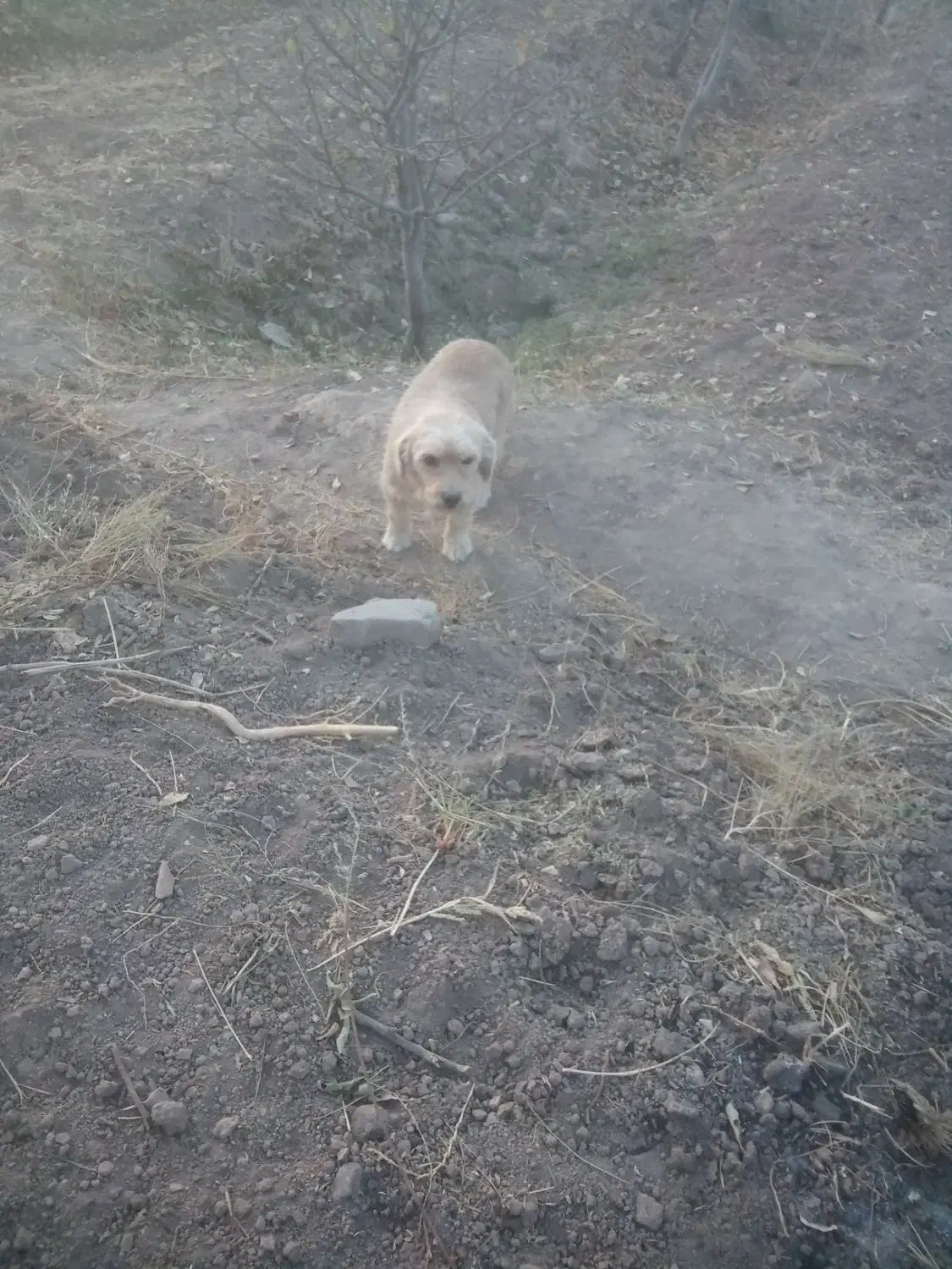 سگ پاکوتاه ماده|سگ|نیشابور, فضل|دیوار